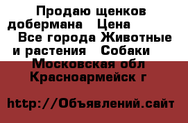 Продаю щенков добермана › Цена ­ 45 000 - Все города Животные и растения » Собаки   . Московская обл.,Красноармейск г.